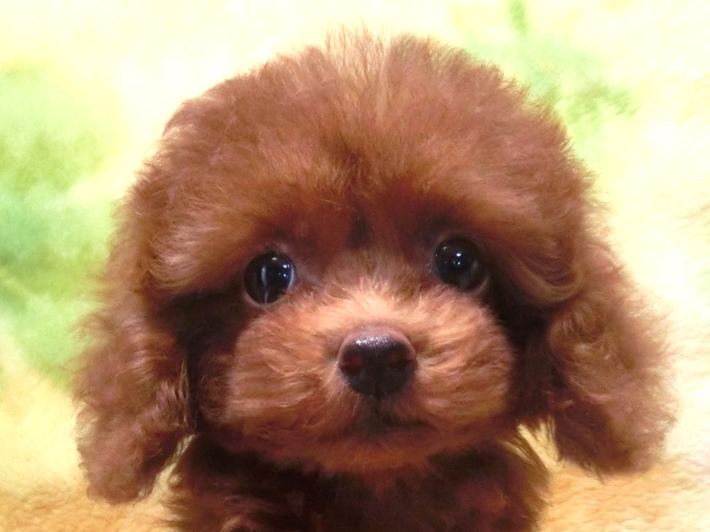 小っちゃいまん丸お顔に短いお鼻 超可愛い男の仔♪