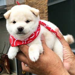 白シバちゃん！