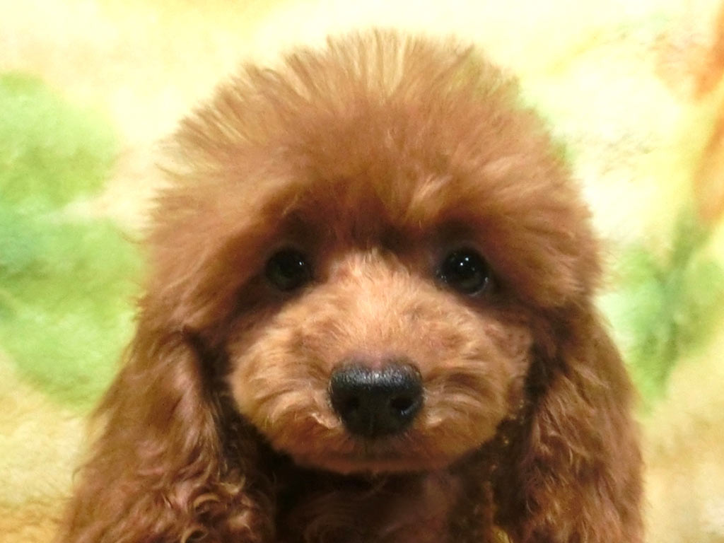 絶対おすすめ早い者勝ち!!めっちゃカワイイ女の仔♪