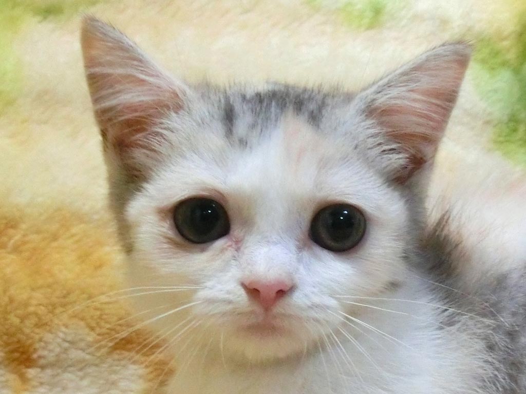 綺麗な淡い優しい毛色でめっちゃ癒し系女の仔♪