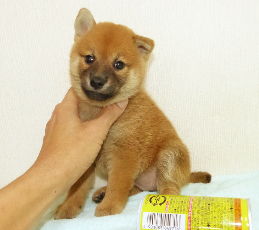 綺麗な顔立ちのと毛色をした子犬です