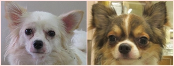 左がママ犬、右がパパ犬