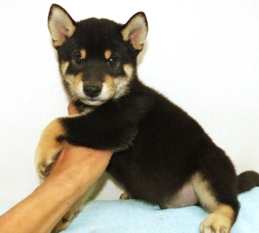 綺麗な顔立ちとカラーリングをした黒雌子犬です
