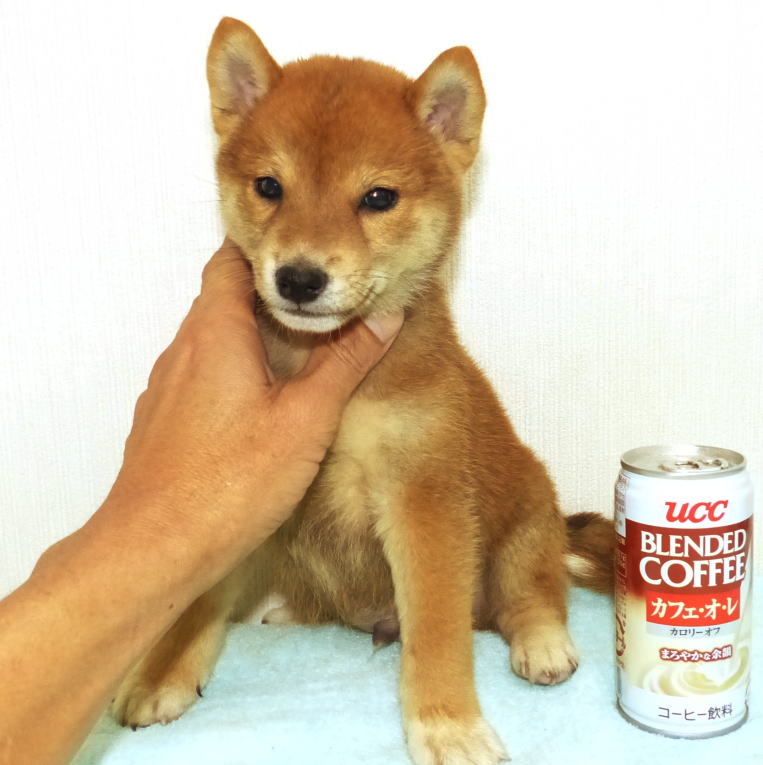 赤毛の綺麗な顔をした柴犬になると思われます。