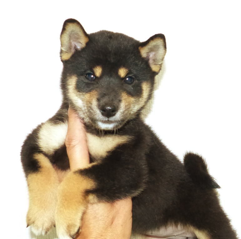 綺麗な顔立ちとカラーリングをした黒雌子犬です