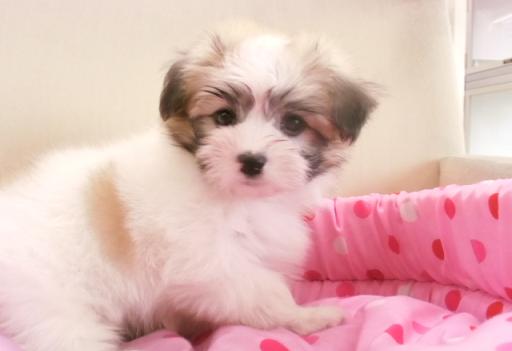 ミックス犬 マルチーズ×パピヨンの男の子です!