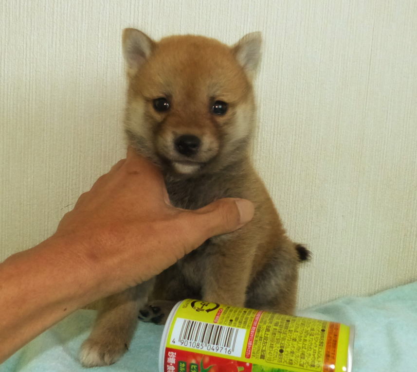 可愛い顔立ちの小さ目(豆)の赤柴子犬です