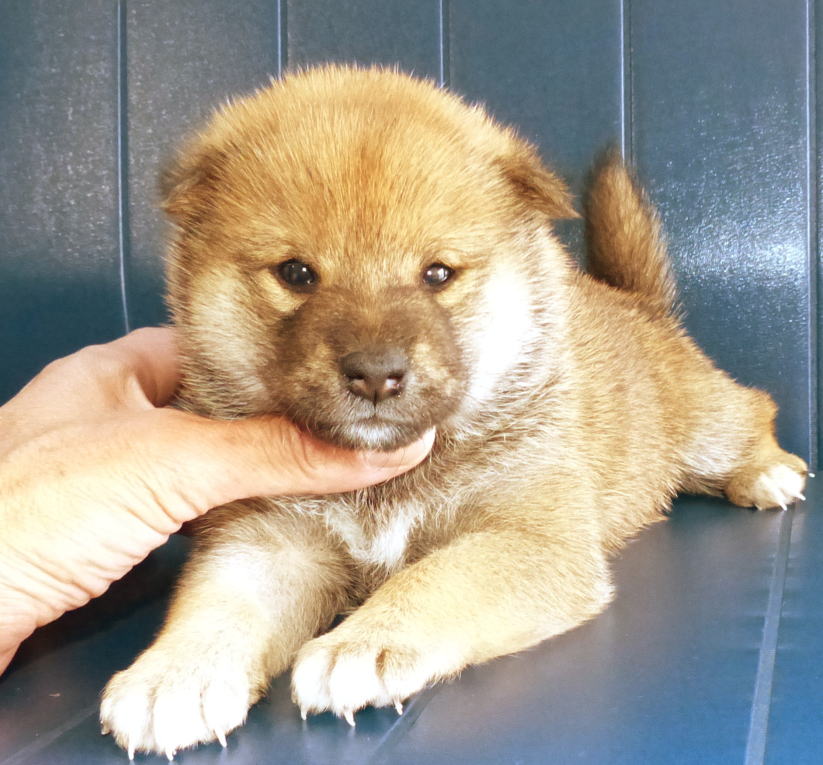 可愛い顔立ちの赤柴子犬です