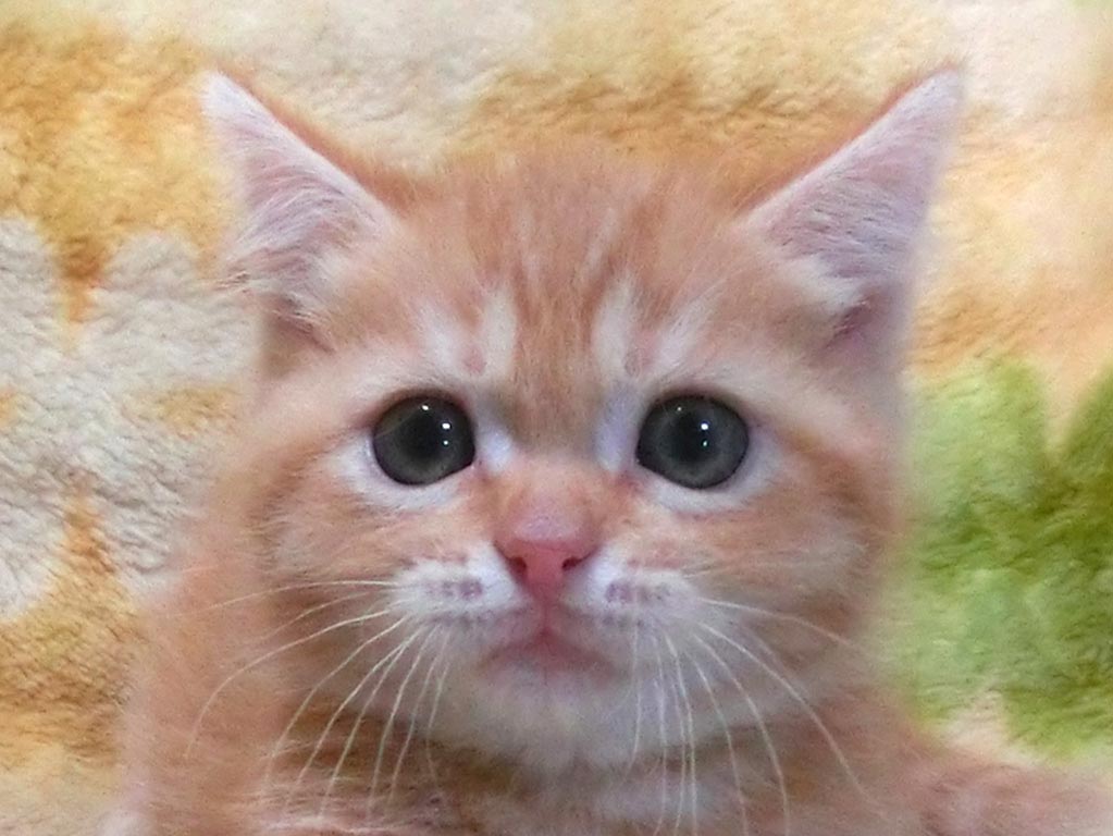 お顔まん丸クリクリお目々^^人懐っこい男の仔♪