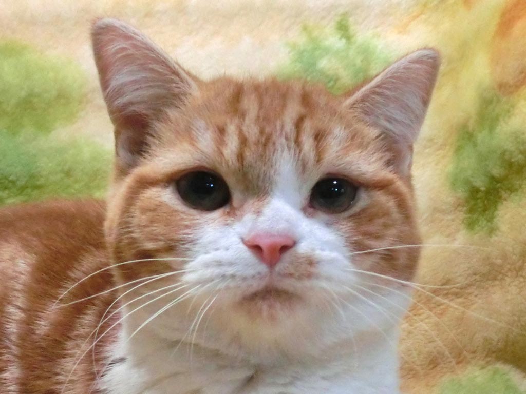 おっとりのんびり愛嬌一杯めちゃ可愛い男の仔♪
