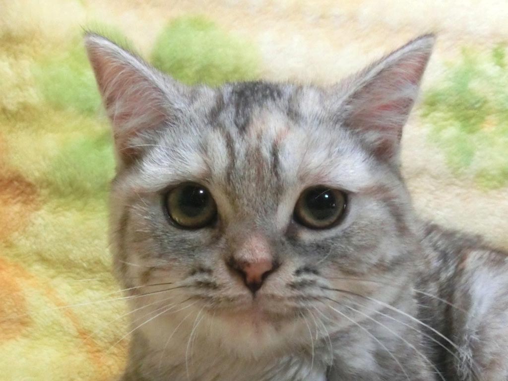 絶対おすすめ!!愛嬌たっぷり懐っこい女の仔