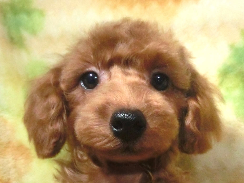 小っちゃいまん丸お顔に短いお鼻 超可愛い男の仔♪