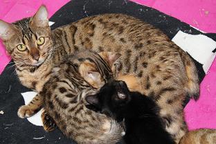 ベンガル子猫 ロゼット