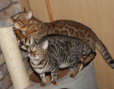 ベンガル猫 ヒョウ柄 ロゼット