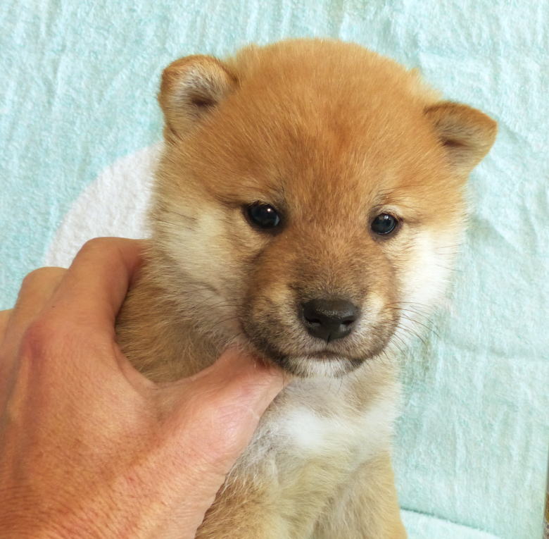 綺麗な毛色と顔立ちの雄子犬です。