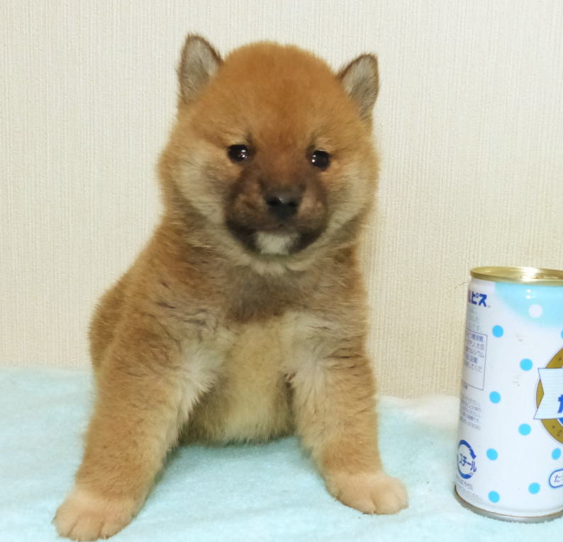 縫いぐるみの様に可愛らしい子犬です。