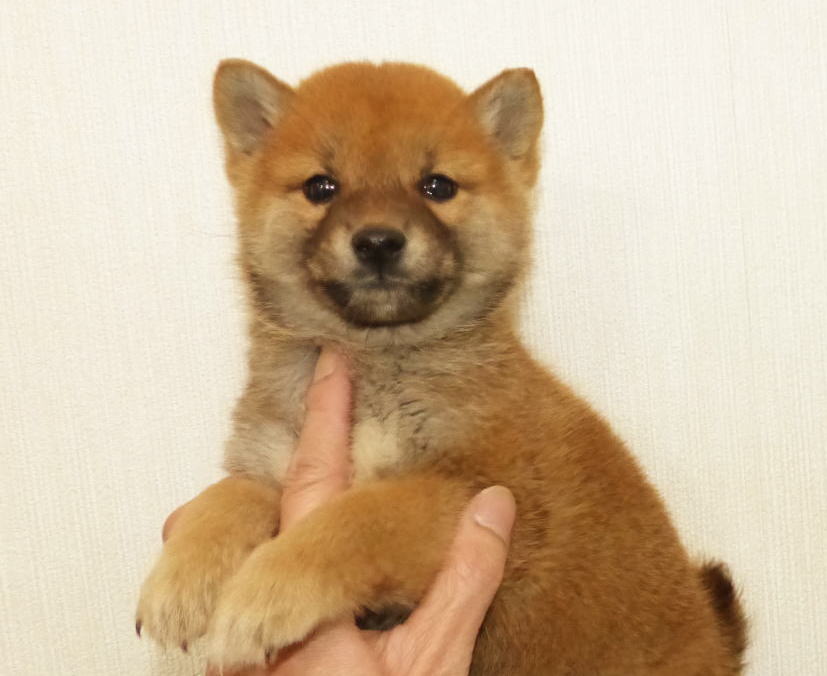 綺麗な顔立ちのと毛色をした元気な子犬です