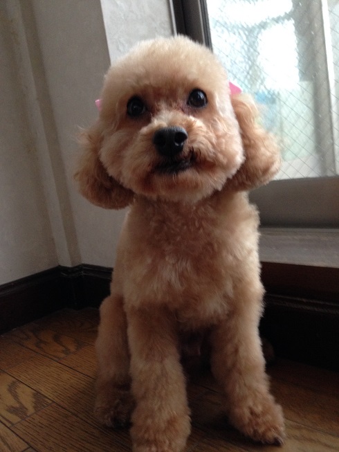 子犬思いの優しい母犬です