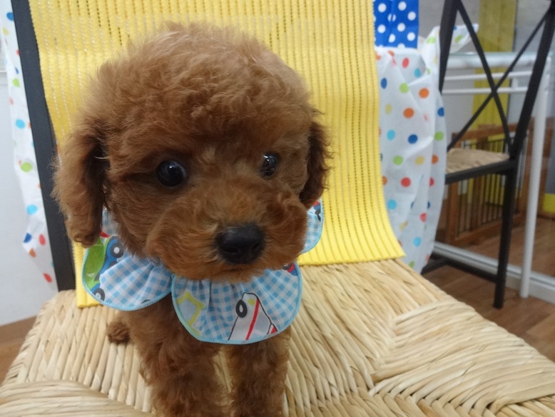 ちょっぴり恥ずかしがり屋の男の子