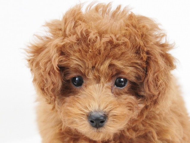 モデル犬!タイニー予想のレッドの女の子!