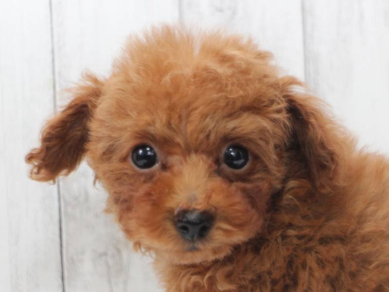 ティーカップ～タイニー小さめ予想♡1年間生命保証♡カワイイ♡